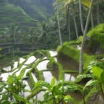 1440_Rice Paddy Terraces in Bali, Indonesia